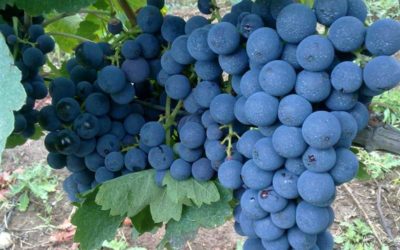 Dall’uva di aglianico un aiuto per i pazienti diabetici